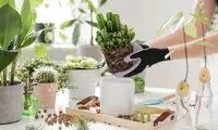 ۸ دلیل مهم خراب‌شدن گیاهان آپارتمانی بعد از انتقال به خانه