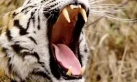 وقتی ببر یک بلدرچین شکار می‌کند!