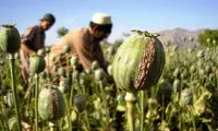 چرا دولت مجبور به کشت شقایق به جای خشخاش شد؟