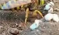  سوگواری جالب زنبور ماده برای جفتش