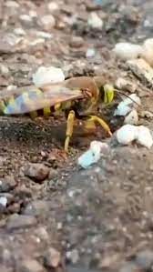  سوگواری جالب زنبور ماده برای جفتش