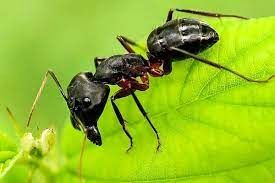 آب خوردن یک مورچه از یک نمای کاملا نزدیک