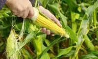 روشی جالب برای کاشت و برداشت ذرت در منزل