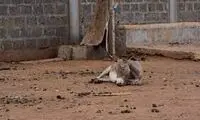 سلاخی فجیع ۵میلیون الاغ برای ساخت اکسیر!