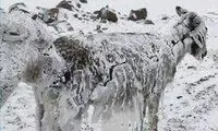 ویدئو تلخ از یخ زدن حیوانات در سرمای منفی 50!