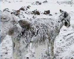 ویدئو تلخ از یخ زدن حیوانات در سرمای منفی 50!
