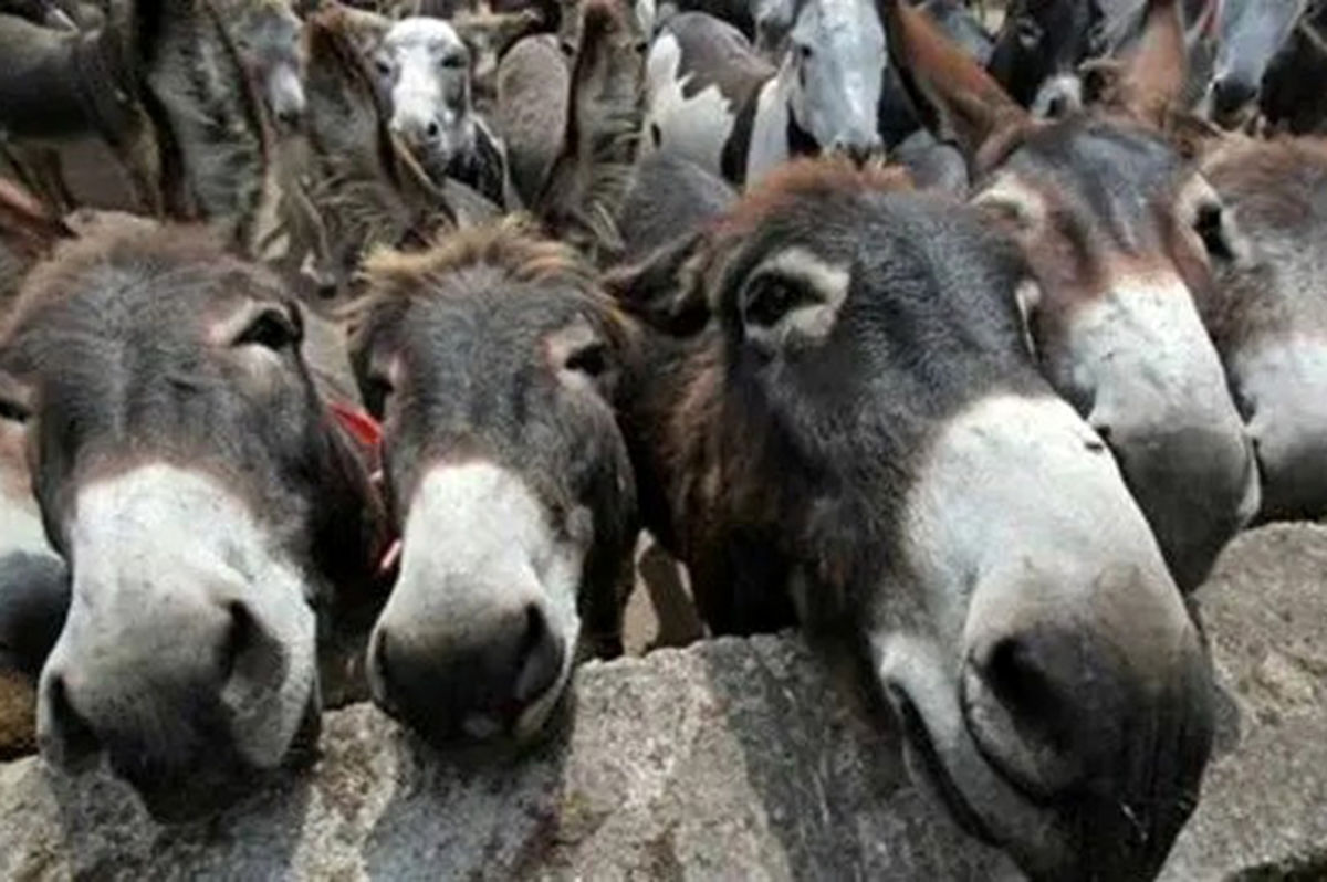 ورود غیر منتظره یک الاغ به پارلمان پاکستان!