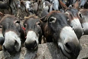 ورود غیر منتظره یک الاغ به پارلمان پاکستان!