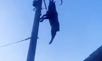 گیر کردن عجیب بز کوهی روی سیم برق!