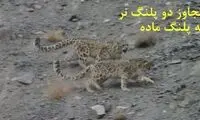 تجاوز دو پلنگ نر به یک پلنگ ماده