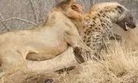 شیر نر سر یک کفتار را تا حد مرگ گاز گرفت
