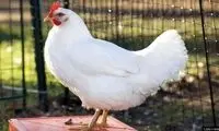 درسی که یک مرغ به کودک کنجکاو داد!