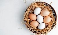 زرده تخم مرغ برای سالمندان مضر است؟