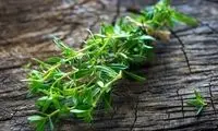 گیاه خوش‌عطری که قاتل نفخ و ضعف معده است