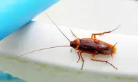  با این کارها سوسک به خانه شما نمی‌آید!