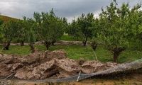 خسارت 2هزار میلیارد تومانی تگرگ به باغات دماوند