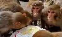 رفتار جالب میمون‌ها هنگام کیک خوردن!