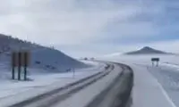  ورود گوزن‌های وحشی از مرز ترکمنستان به افغانستان 