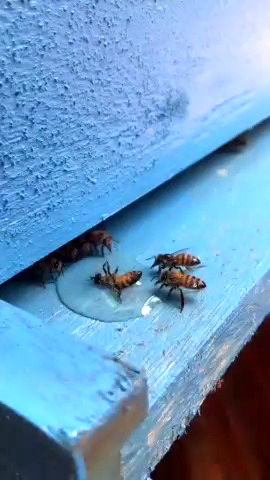 تلاش چند زنبور برای نجات رفیق‌شان از غرق شدن در آب