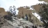 استتار ماهرانه پلنگ ایرانی در مواجهه با محیط‌بان