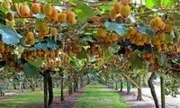این محصول ۱۵ همت برای باغداران گیلان درآمدزایی دارد