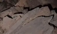 تصاویری زیبا از یک قلاده پلنگ در جاده یاسوج به سی‌سخت!
