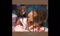 عاقبت نزدیک شدن بیش از حد به قفس شیر در باغ وحش مشهد!