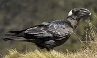 منقار عجیب و استثنایی بزرگترین کلاغ جهان