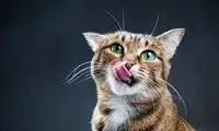 بچه گربه‌ای که قانون جاذبه را نقض کرد