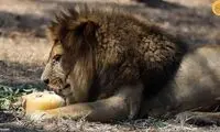 تصاویری از موج گرمای سوزان در خاورمیانه