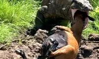 بلایی که شاخ بز بر سر اژدهای کومودو آورد!