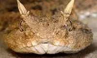 تصویر دیدنی از یک مار کمیاب در خوزستان