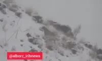  مشاهده پلنگ ایرانی در منطقه شکار ممنوع طالقان
