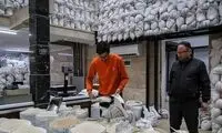 عرضه برنج ۵۰ هزار تومانی در بازار