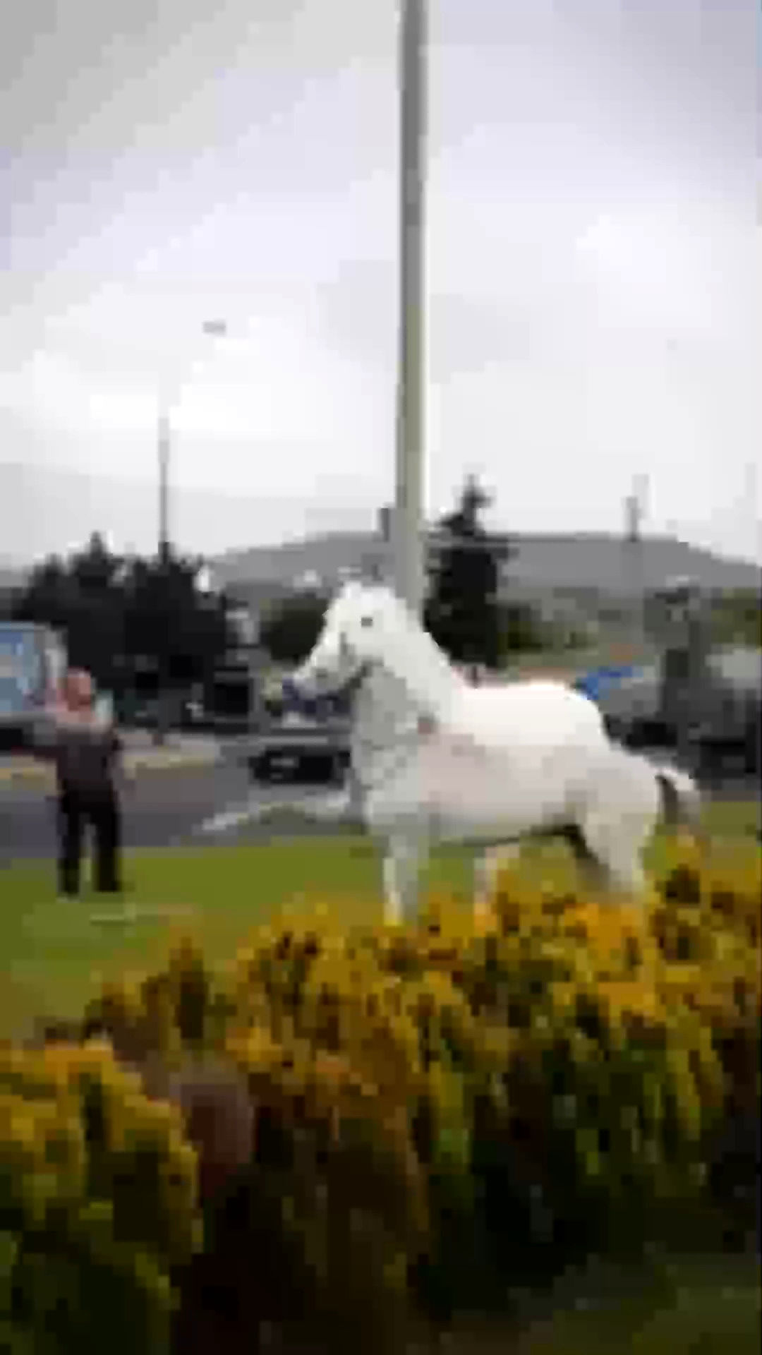 واکنش جالب یک اسب پس از مواجه شدن با مجسمه خود