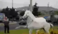 واکنش جالب یک اسب پس از مواجه شدن با مجسمه خود