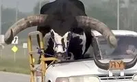 خودروی حامل گاو غول‌پیکر، پلیس را شوکه کرد