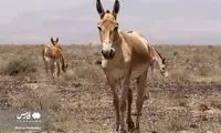 تصاویرِ گشت‌ و گذار گور ایرانی در پارک ملی سمنان