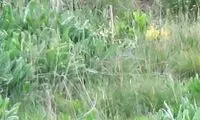 تصویری زیبا از حس مادرانه در پارک ملی گلستان