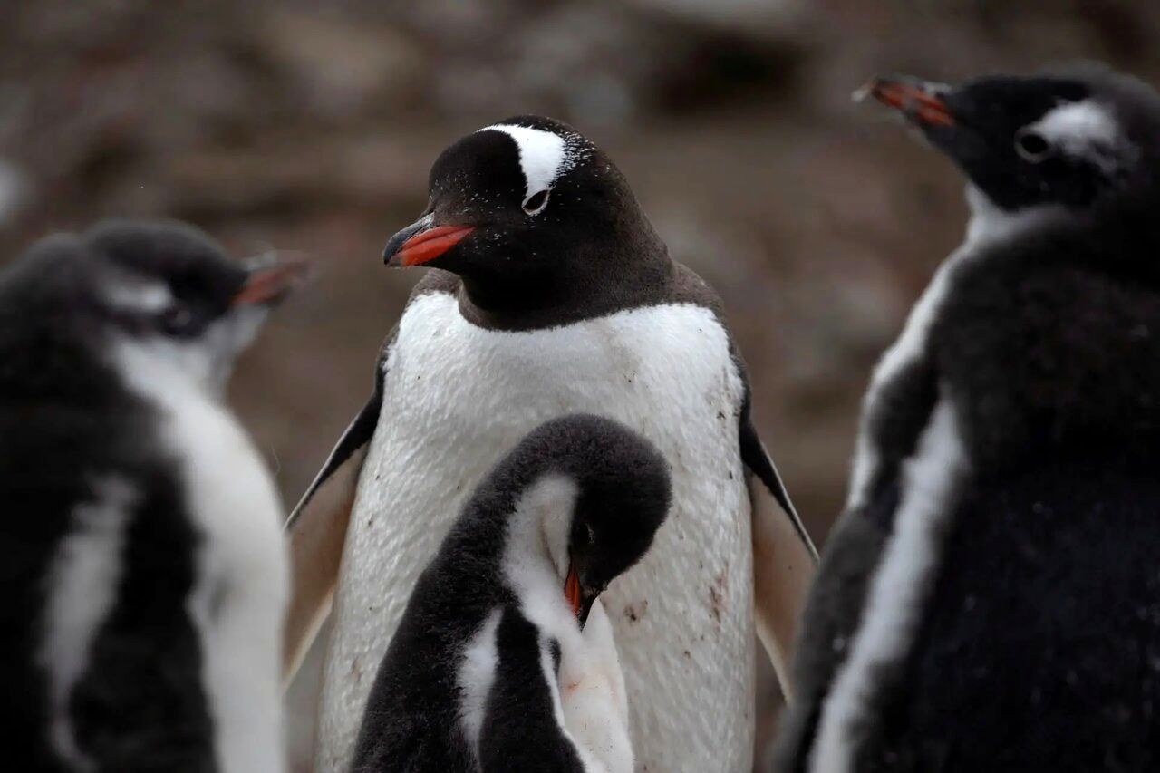 ماجرای مرگ دست‌جمعی پنگوئن‌ها بر اثر آنفلونزا