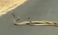 رقص مارها در وسط خیابانی در هند
