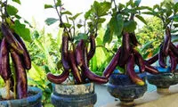 یک روش خلاقانه برای پرورش بادمجان در خانه 