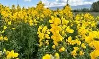 با دیدن این گُل، به سرعت از منطقه دور شوید