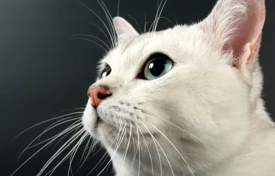 10 حقیقت جالب درباره سبیل گربه که نمی‌دانستید