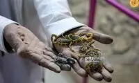 دکتری که بیماران را با عقرب معالجه می‌کند!
