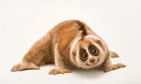 این موجود بانمک، قدرت‌های فراطبیعی دارد؟