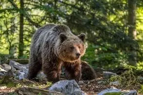ویدئویی جالب از خرس قهوه‌ای و توله‌هایش در پارک ملی گلستان 