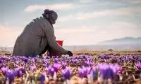 افزایش ۳۰۰درصدی قیمت زعفران در بازار داخلی