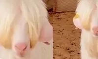 لطفا این بُز گوگولی را ذبح نکنید!