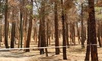 خشکیدگی و قطع هزاران اصله درخت در پارک چیتگر